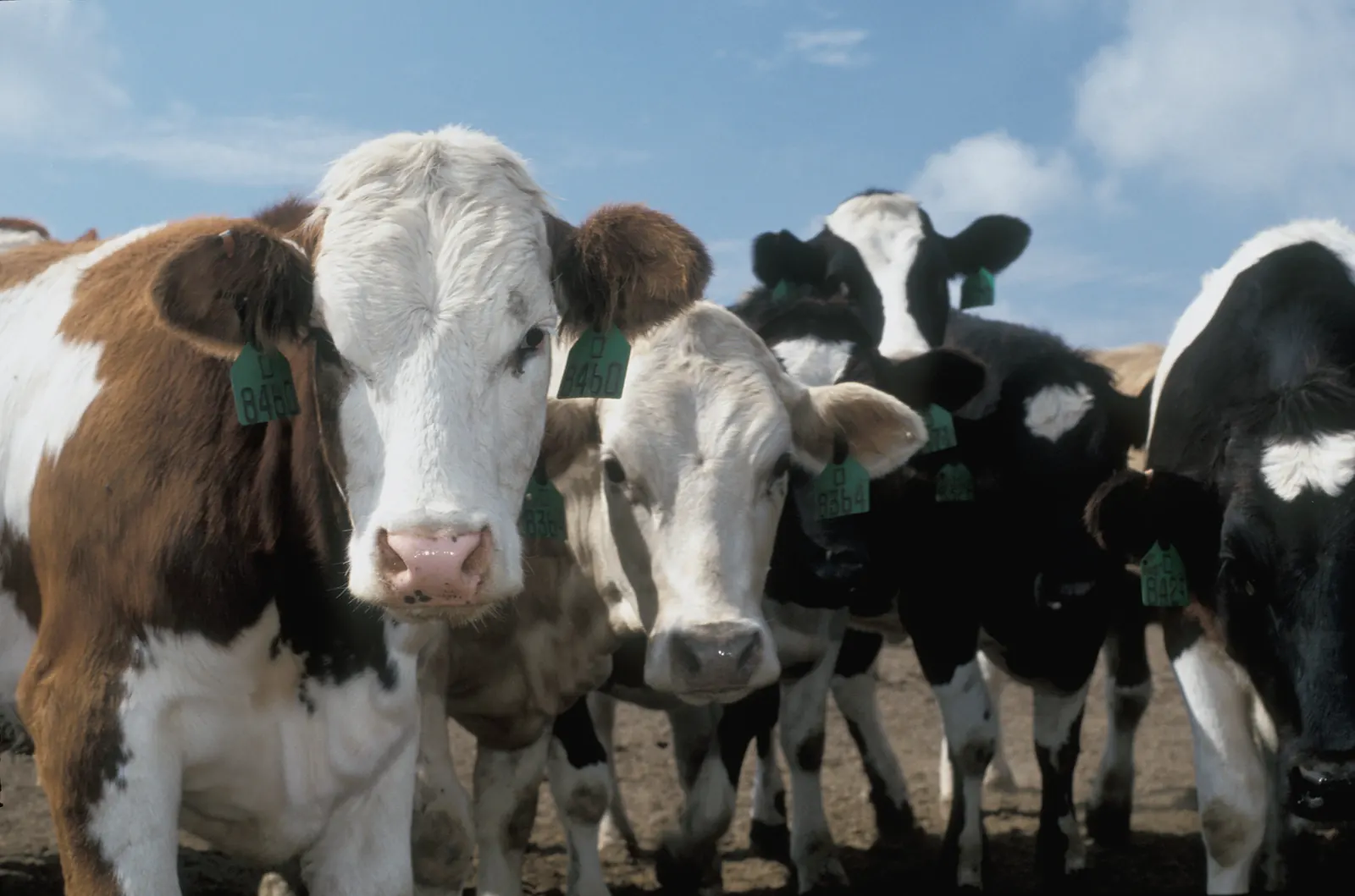 A row of ear-tagged dairy cattle facing the camera.