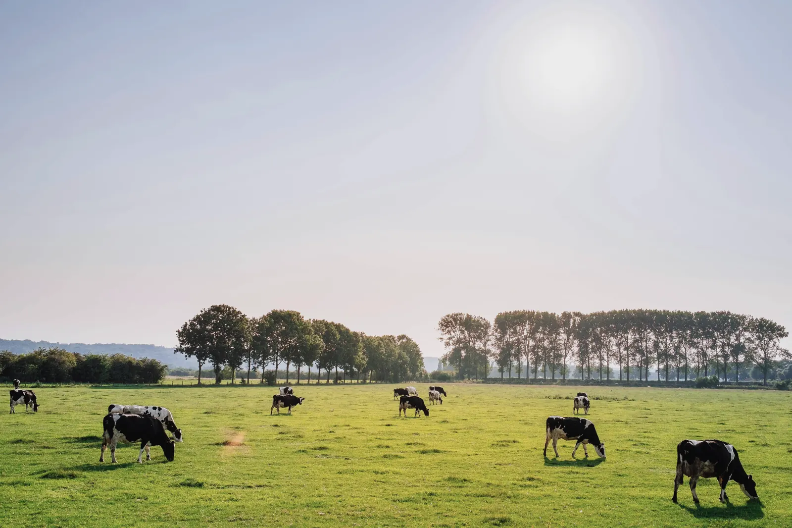 A herd of dairy cattle grazing across a wide green pasture.