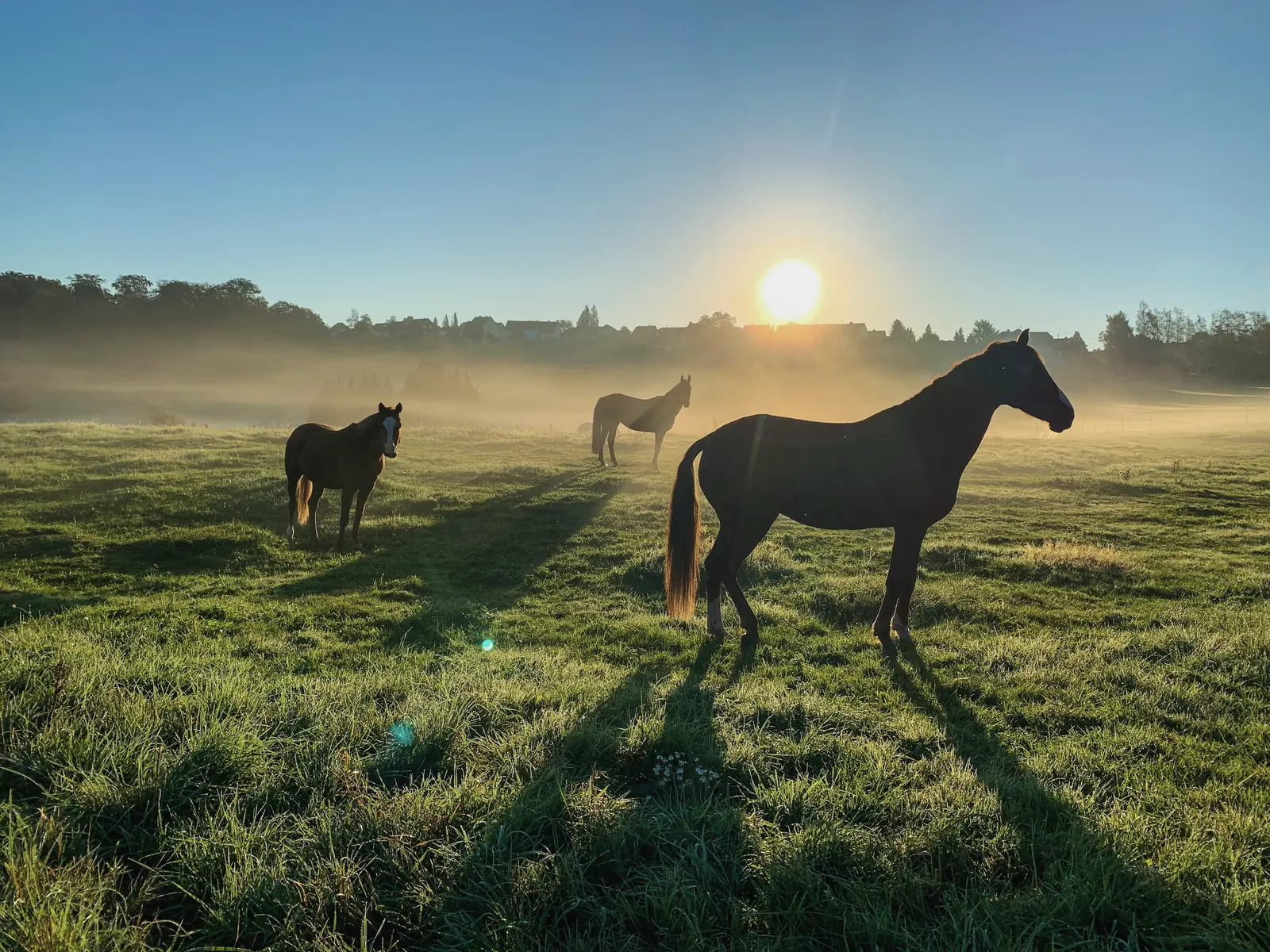 Three horses silhouetted in a misty field at sunrise.
