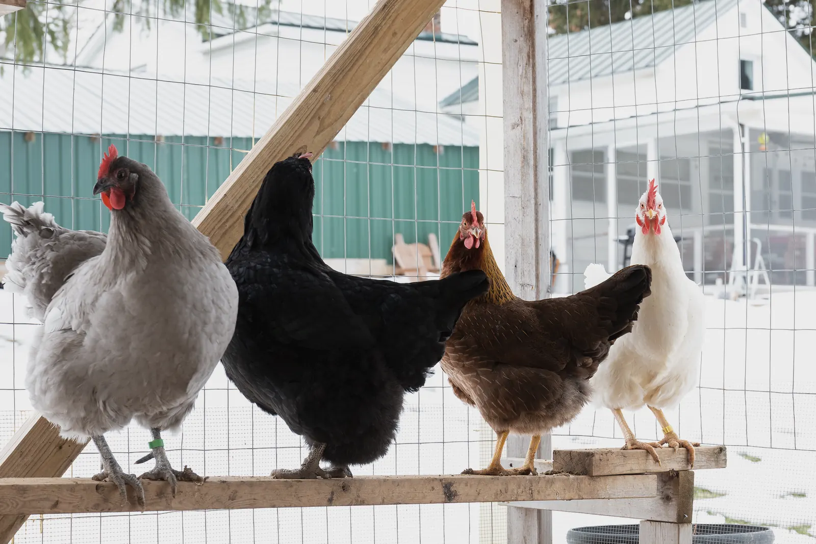 Four hens of different breeds standing side by side.