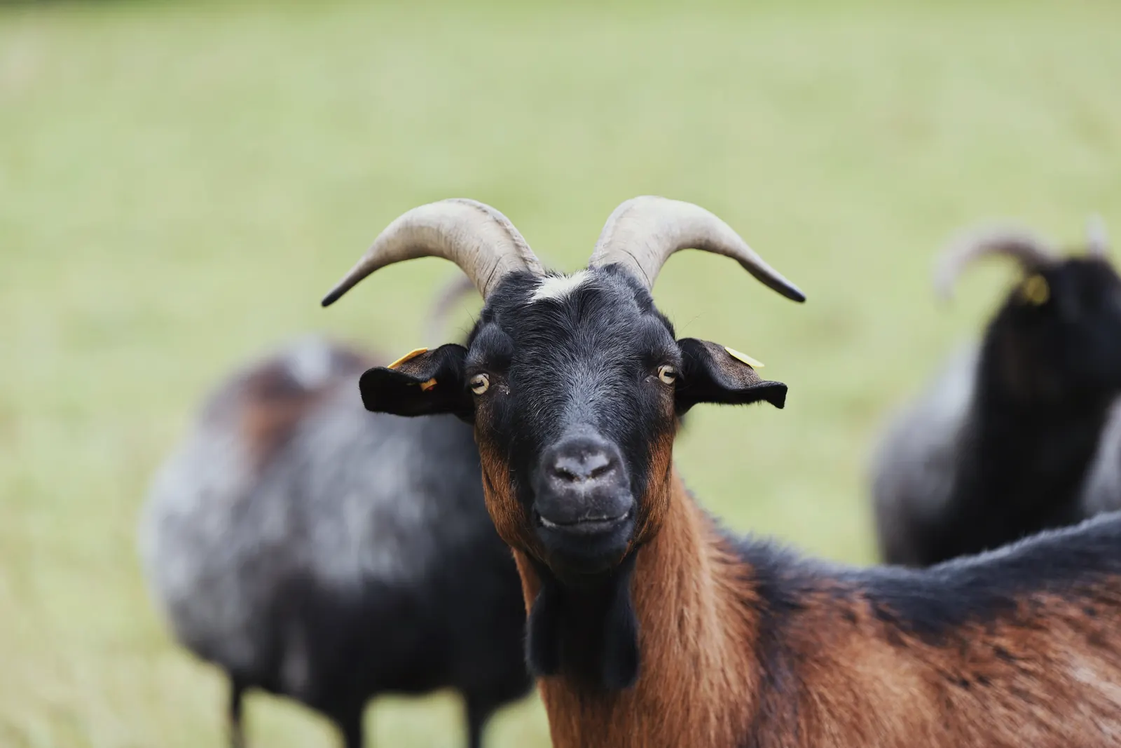 A close-up portrait of a horned goat in a pasture.
